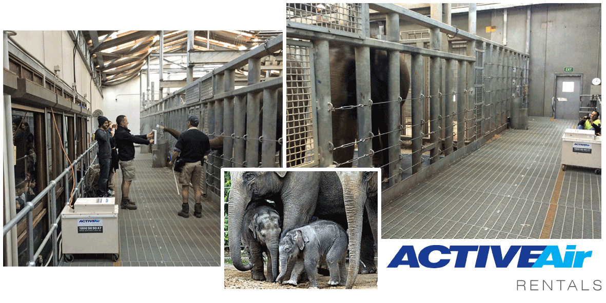 Comfy, Cosy Elephants At Melbourne Zoo